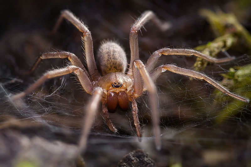 Datei:Eratigena-fuesslini ColdaSol 15-11 02-saffemale.jpg