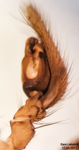 Datei:Inermocoelotes microlepidus pedipalp retrolateral.jpg