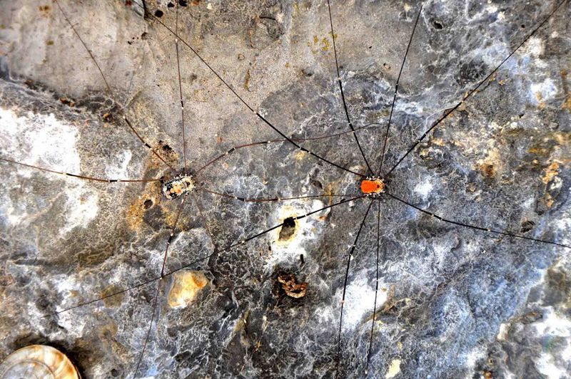 Datei:Leiobunum limbatum pair,Garda Lake.JPG