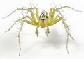 Oxyopes-lineatus Ungarn-Buda 09-05 02.jpg