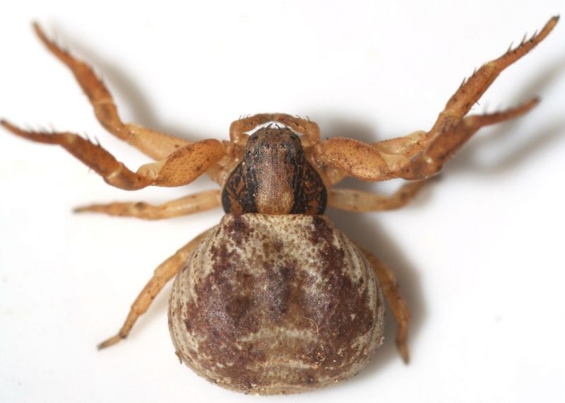 Datei:Ozyptila atomaria w do TTöpfer.JPG