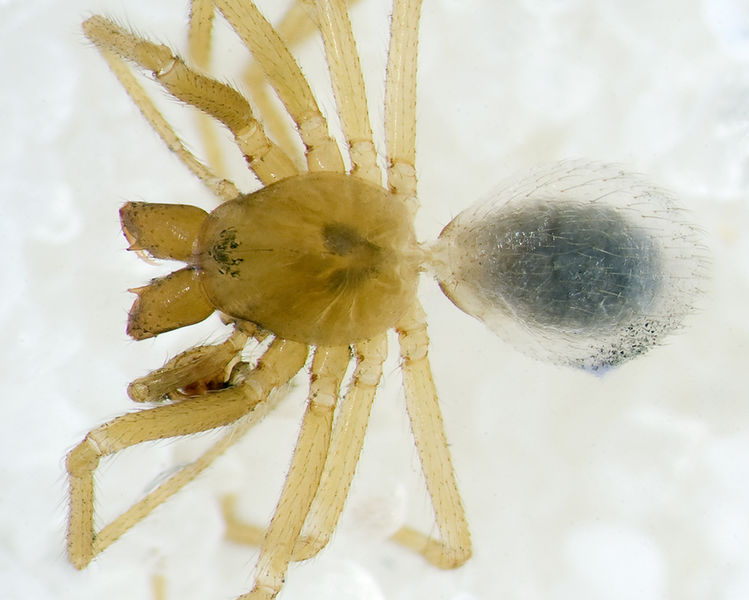 Datei:Pseudomaro-aenigmaticus Eisenbahntunnel-Tholey 09-12 03.jpg