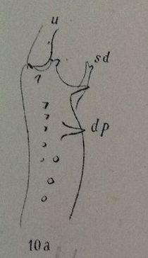 TetragnathaObtusa Kulczynski la.jpg