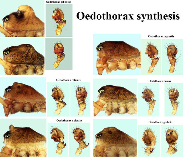 Datei:150321072 Oedothorax synthesis.jpg
