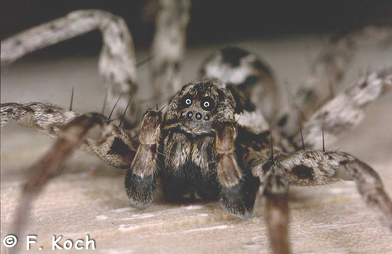 Datei:Alopecosa fabrilis 1024.jpg