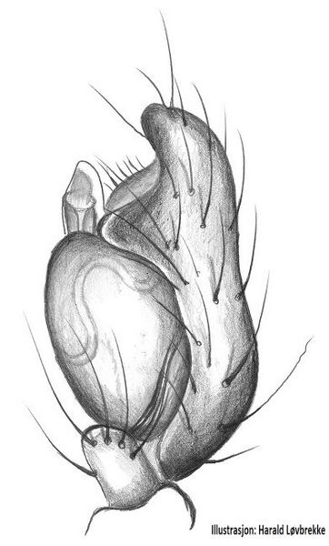 Datei:Cryptachaea blattea palp HLovbrekke.jpg