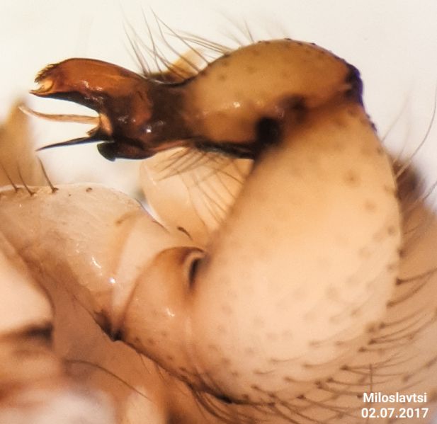 Datei:Hoplopholcus forskali retrolateral.jpg