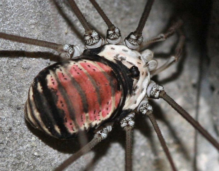 Datei:Leiobunum roseum male.jpg