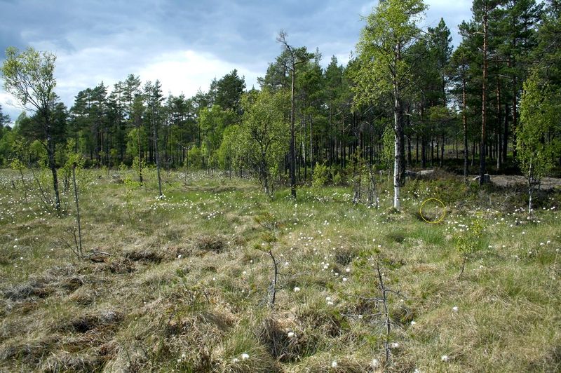 Datei:Pirata insularis location.jpg