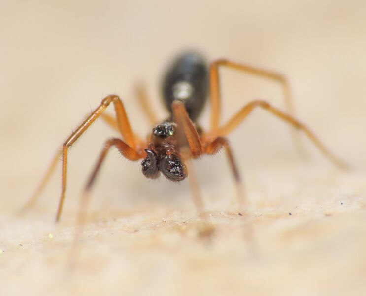 Datei:Retroversus male dorsal Emanuele.jpg