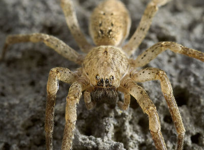 Zoropsis-oertzeni GR-Igounemitsa 10-05 01.jpg