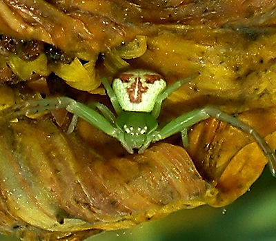 Ebrechtella tricuspidata fTd.jpg