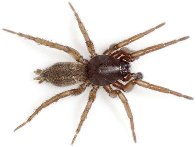 Datei:Signifer Ettersberg 08-05 01.jpg