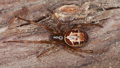 Steatoda nobilis, Köln.jpg