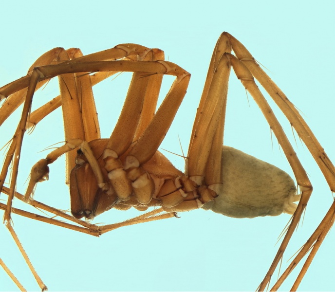 Datei:Tegenaria racovitzai male 20171218210316-4028a675-me.jpg