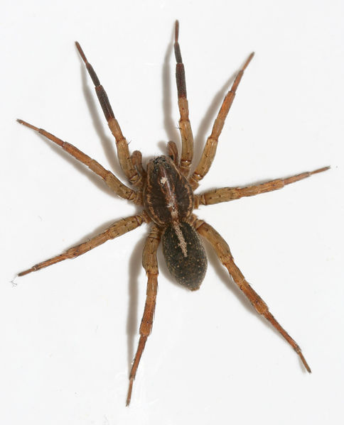 Datei:Tr ruricola male.jpg