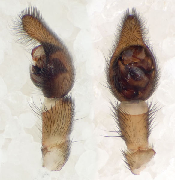 Datei:Trochosa-terricola Ettersberg 09-03 03-Ped.jpg