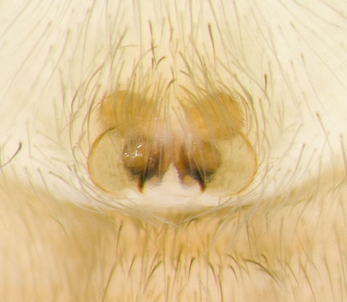 Datei:Drassodes-lutescens Sardinien-IsolaCaprera 13-04 05-Epig.jpg