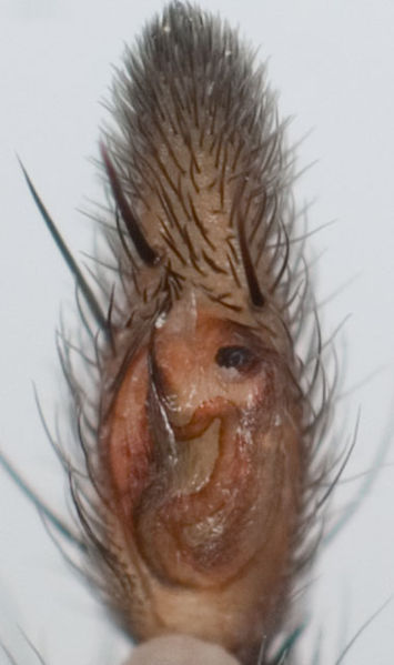 Datei:Drassodes lapidosus Ped 7-6153.jpg