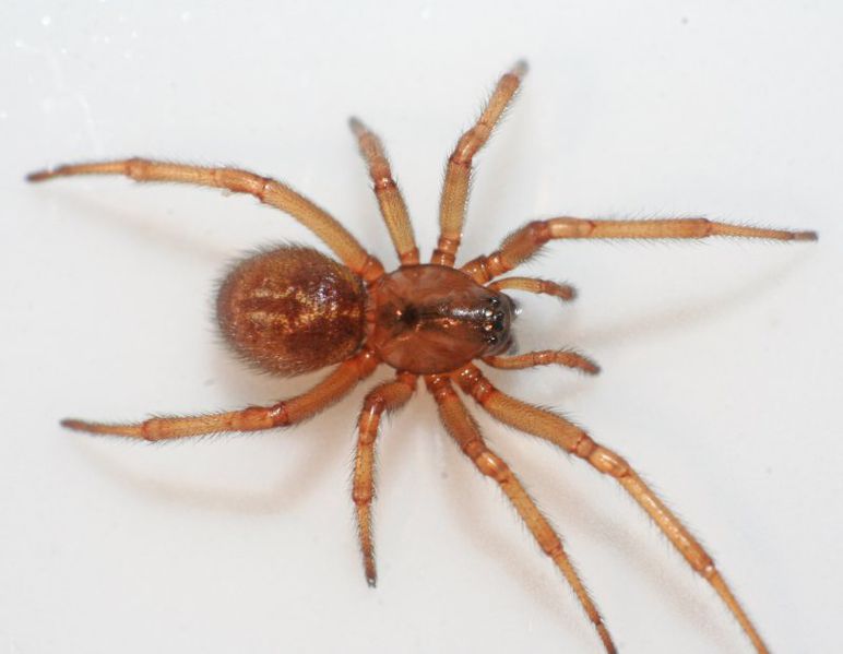 Datei:E.caricis frits.3.jpg