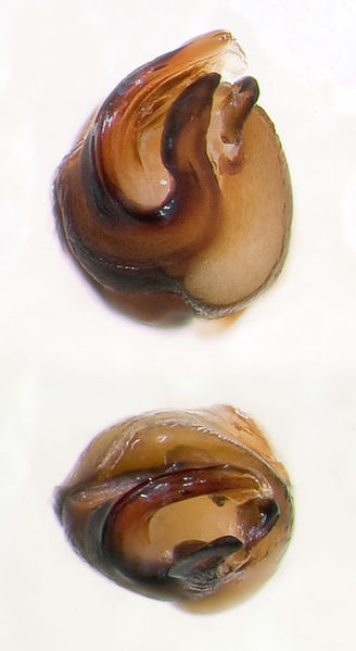 Datei:Haplodrassus-invalidus Portugal-Periero 12-04 08-Bulbus.jpg