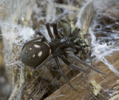 Nurscia-sequerai Portugal-Bach 12-10 01.jpg