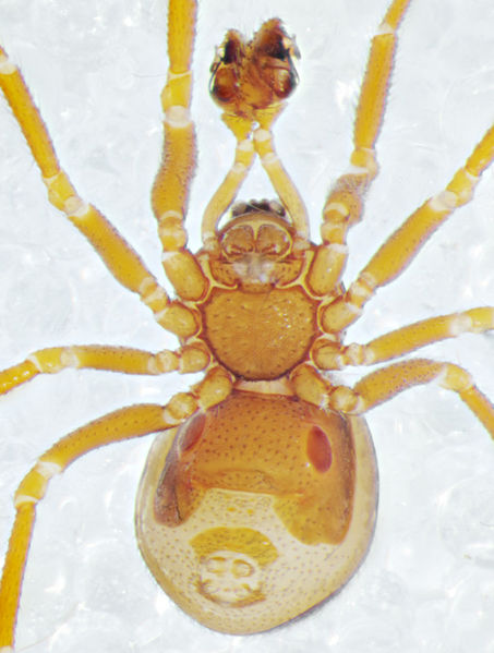Datei:Pholcomma gibbum Negernboetel-2012-10-13 m vental.jpg