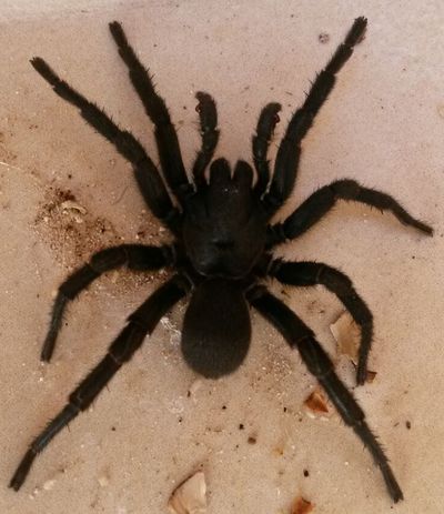 Amblyocarenum walckenaeri Männchen.jpg