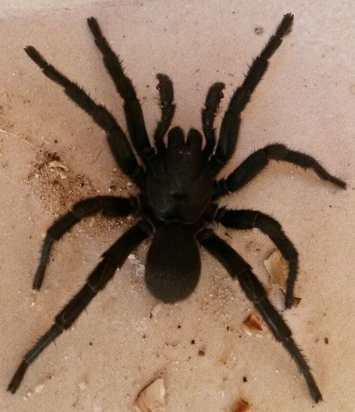 Datei:Amblyocarenum walckenaeri Männchen.jpg