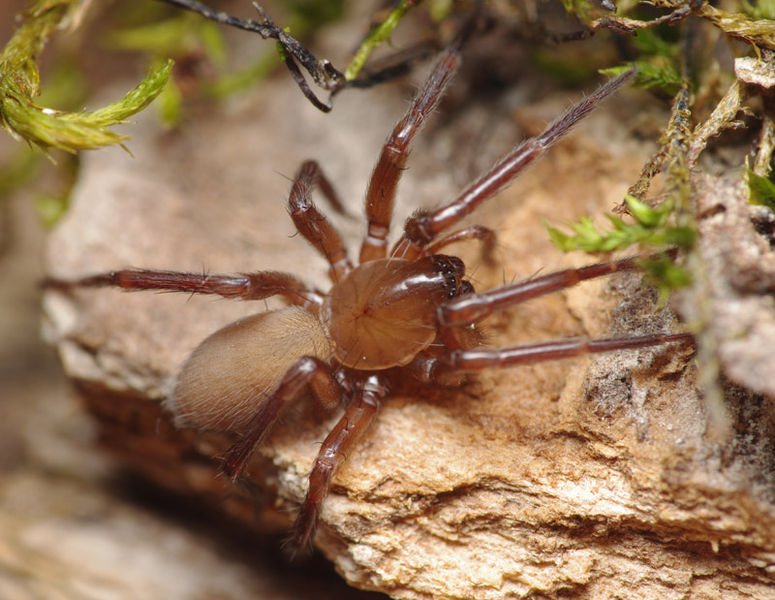 Datei:Cicurina cicur female A5819 PK5079.JPG