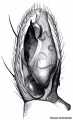 Pedipalpus