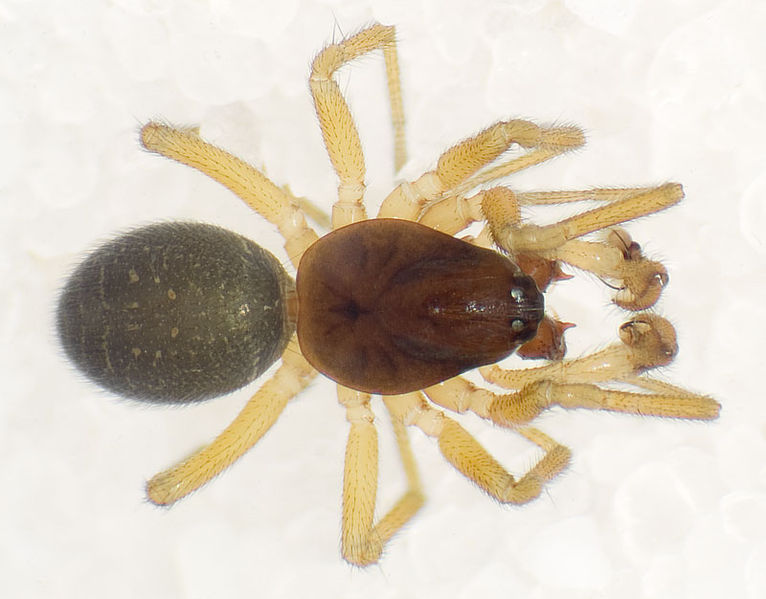 Datei:Gnathonarium-dentatum Belvedere-5034 11-01 01.jpg