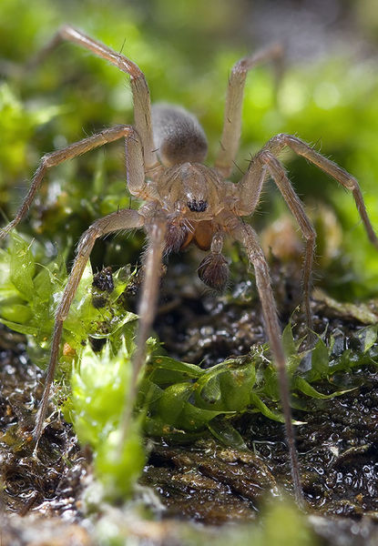 Datei:Histopona-leonardoi Alpen-Berzin 14-09 03-male.jpg
