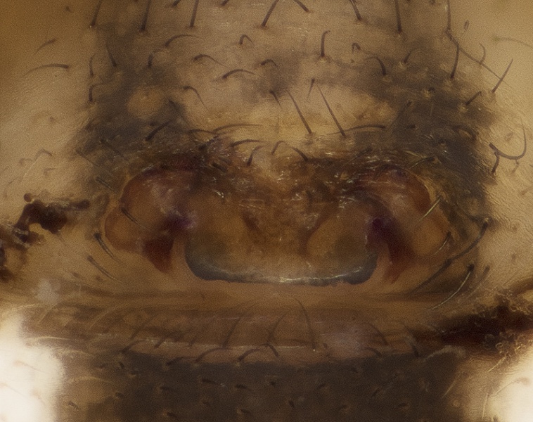 Datei:Metellina mengei 2017-10-14 MV Epigyne-800.jpg