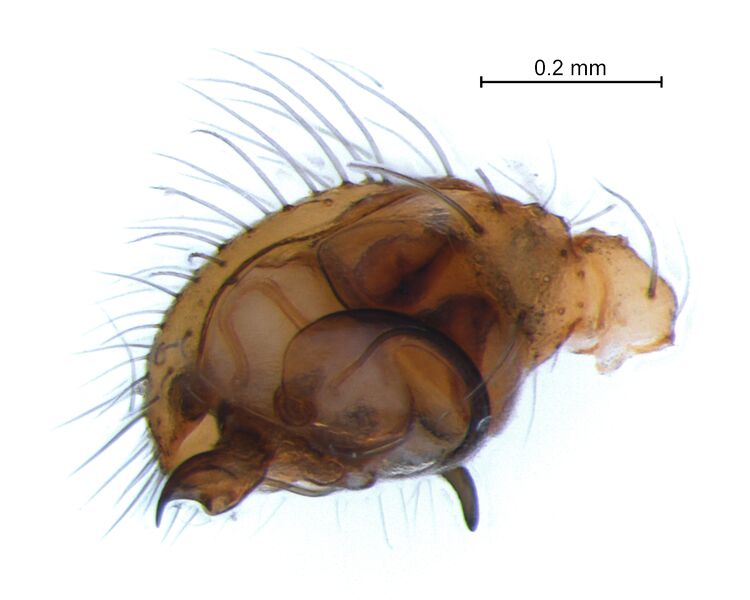 Datei:Theridion pinastri palp lateral DoeC.jpg