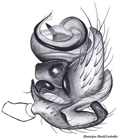 Walckenaeria lepida palp side HLovbrekke.jpg