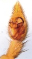 Pedipalpus, ventral