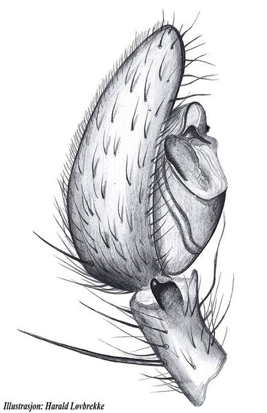 Datei:Agroeca proxima palp side HLovbrekke.jpg