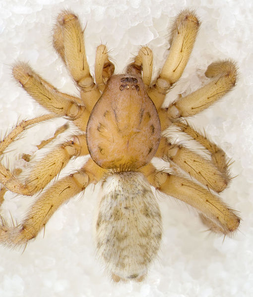 Datei:Berlandina-plumalis Portugal-Duene 12-04 03c.jpg