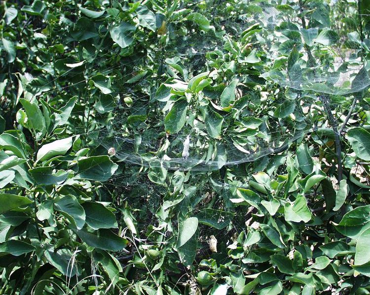 Datei:Citricola netz 1.JPG