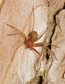 Loxosceles rufescens female A6812 PR1329.JPG