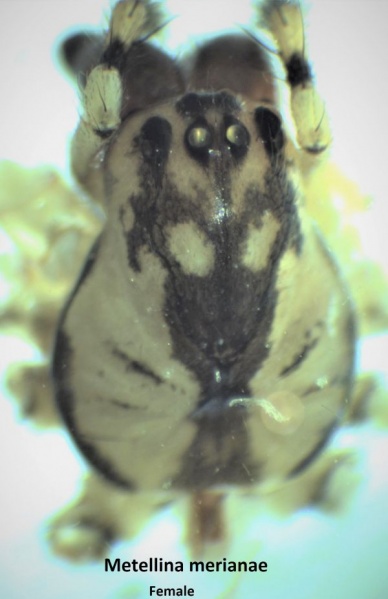 Datei:Metellina merianae fem pro HLovbrekke.jpg