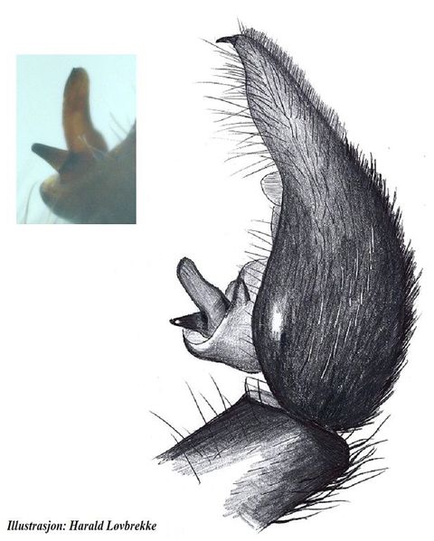 Datei:Pardosa trailli palp HLovbrekke.jpg