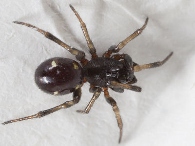 SteatodaErigoniformis.jpg
