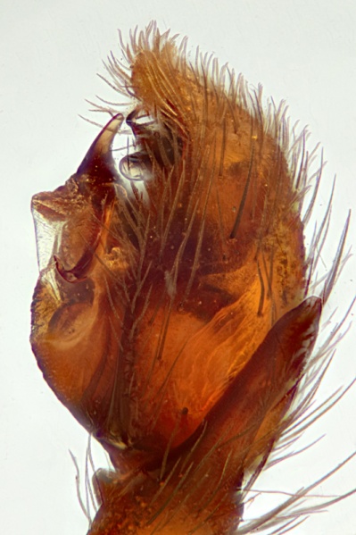 Datei:2020-02-01-16.53.15 ZS PMaxbea.jpg