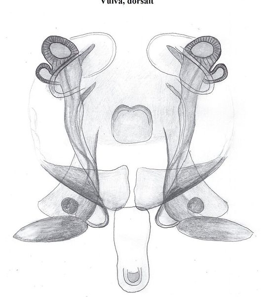 Datei:Bathyphantes nigrinus Vulva HLoevbrekke.jpg