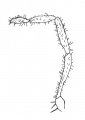 Pedipalp