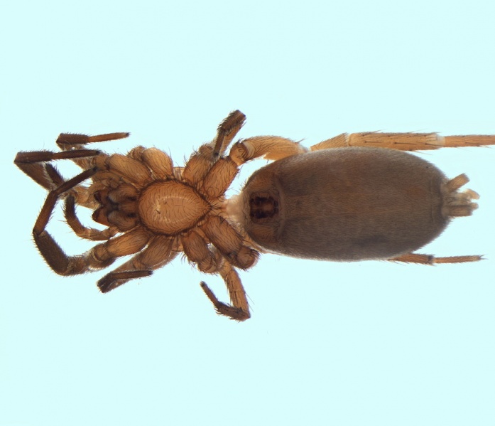 Datei:Civizelotes dentatidens female 20160209225155-73b0dd22-me.jpg
