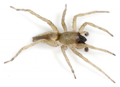 Clubiona lutescens alperstedt 08-04 02.jpg