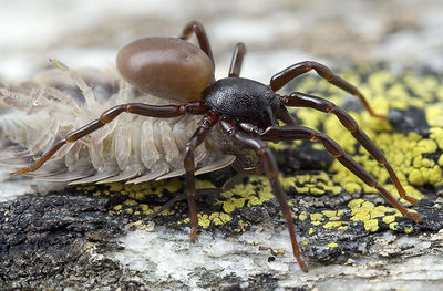 Dysdera-nicaeensis Alpen-Monesi 14-09 04-female.jpg